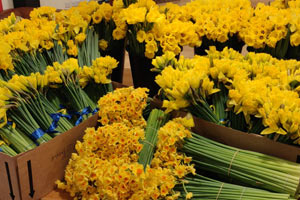 Daffodils